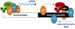 Modell für die Unterscheidung von Euchromatin und Heterochromatin, das auf einer synergistischen gegenüber einer eher zufälligen Organisation der Bindestellen der Transkriptionsfaktoren basiert. TF: Transkriptionsfaktor; KMT/Suv39h: Histon-Methyltransferase; HP1: Heterochromatisches Protein1.