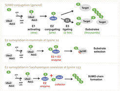 Abbildung 1 SUMO-Konjugation wird durch E1-, E2- und E3-Enzyme geregelt (oberes Panel). Dabei trägt die E2 (Ubc9) Sumoylierung zur Regulation der SUMO-Konjugation bei: in Säugetieren wird Ubc9 an Lysine 14 verändert und dies trägt zur Substratauswahl bei (mittleres Panel); in Hefepilzen wird Ubc9 an Lysine 153 modifiziert. Dies inaktiviert das Enzym und verwandelt es in einen Co-Faktor für den Aufbau von SUMO-Ketten (unteres Panel).