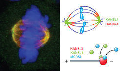 Lokaliserung der KANSL Proteine an den Polen der mitotischen Spindel.Links: Immunfluoreszenzbild der mitotischen Spindel. Grün - KANSL3; Rot - Tubulin; Gelb - Kolokalisierung von KANSL3 und Tubulin; Blau - DNARechts: Schematische Darstellung der KANSL Proteine an der mitotischen Spindel (oben) oder an Mikrotubuli (unten).