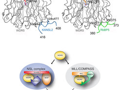 Comparison of the NSL complex and the MLL/COMPASS complex.
