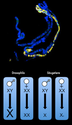 Dosiskompensation in Fliegen und Säugetieren
Eine Aufnahme der Chromosomen von Drosophila melanogaster. Darauf sieht man deutlich – gelb eingefärbt – den MSL-Komplex, der sich spezfisch auf dem männlichen X Chromosom findet und bedeutsam für die Dosiskompensation ist. Während Dosiskompensation bei Fliegen durch eine erhöhte Genaktivität auf dem männlichen X-Chromosom erreicht wird, wird bei Säugern und somit auch beim Menschen eines der beiden weiblichen X-Chromosom stillgelegt.