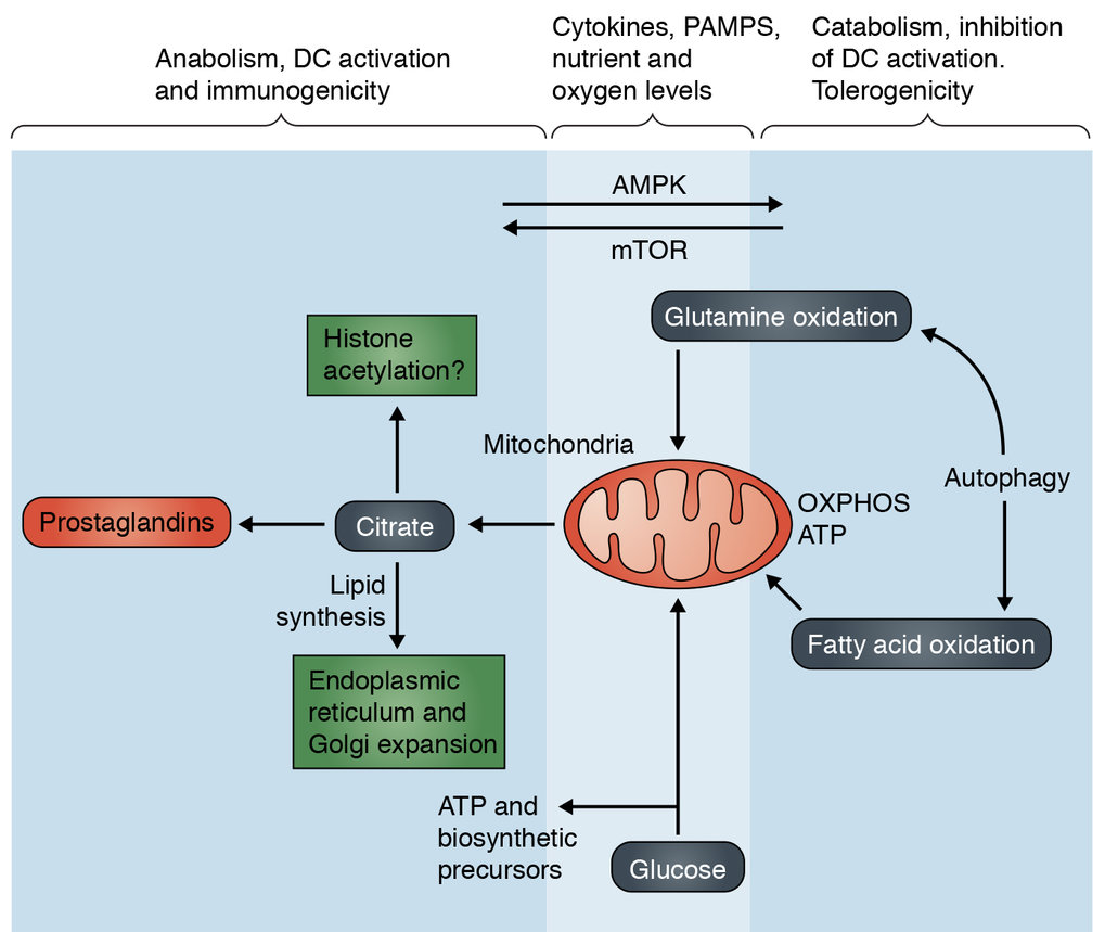 Anabolic metabolism vs catabolic metabolism and the control of dendritic cell immunogenicity vs. tolerogenicity. PRR agonists, cytokines and nutrient and O2 levels can influence the balance of anabolic to catabolic metabolism, as shown. mTOR and AMPK are important regulators of this metabolic balance and their activation states are highly responsive to a broad array of intracelllar and extracellular signals. Glycolysis coupled to the TCA cycle and citrate export from mitochondria supports an array of biosynthetic processes that are critical for DC activation. In contrast, autophagy and the oxidation of fatty acids and glutamine can create a state in which DCs are tolerogenic.
