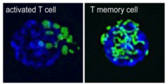 Formen von Mitochondrien einer aktivierten T-Zelle und T-Gedächtniszelle. Die Bilder wurden mit einem speziellen Konfokalmikroskop aufgenommen und zeigen eine aktivierte T-Zelle und ein T-Gedächtniszelle mit je unterschiedlicher Morphologie der Mitochondrien (grün). Aktivierte T-Zellen besitzen einzelne, abgerundete Mitochondrien, während T-Gedächtniszellen länglich, röhrenartige Mitochondrien haben, die zu Netzwerken verschmolzen sind.