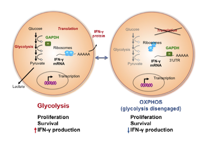 Abb. 1 Das Stoffwechselenzym GAPDH steuert durch Einschreiten oder nicht-Einschreiten in die Glykolyse die Cytokin-Produktion in Effektor-T-Zellen auf posttranskriptionelle Weise. Wir interessieren uns dafür näher zu bestimmen, wie bifunktionelle Stoffwechsel-Enzyme den Stoffwechsel und die Genregulation in T-Zellen miteinander verbinden.