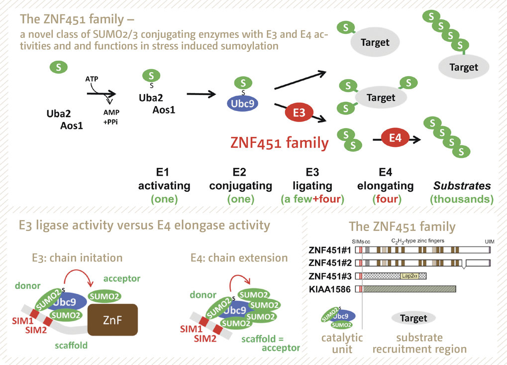 Abbildung 1 Die ZNF451-Familie stellt eine neue Klasse von SUMO-konjugierende Enzymen mit E3- und E4-Enzymaktivitäten dar (oberes Panel). Ein Tandem-SIM und die interSIM Region zeigen die katalytischen Element der Enzyme. E3- und E4-Enzymaktivitäten umfassen verschiedene Substrat-(Akzeptor)-Bindungsschnittstellen (unteres linkes Panel). Die ZNF451 Familie hat vier Familienmitglieder, die die N-terminale katalytische Einheit teilen, sich jedoch hinsichtlich in ihrer substratrekrutierenden C-Termini unterscheiden (unteres rechtes Panel).