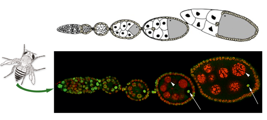Figure 1 WT ovariole showing that H3K27me3, a PTM associated with PRC2, is specifically retained in the oocyte (arrow) and not in the nurse cells (arrowhead).