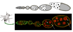 Abbildung 1 Die Abbildung zeigt eine Ovariole von Drosophila melanogaster. Dabei ist zu erkennen, dass H3K27me3, eine posttranslationale Modifikation, die von PRC2 gesetzt wird, spezifisch in der Eizelle (Pfeil) aufrechterhalten wird jedoch nicht in den Nährzellen (Pfeilspitze).