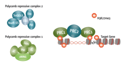 Abbildung 2 Schematische Darstellung des Polycomb Repressive Complex 1 und 2 (PRC1/2) mit entsprechenden Untereinheiten.