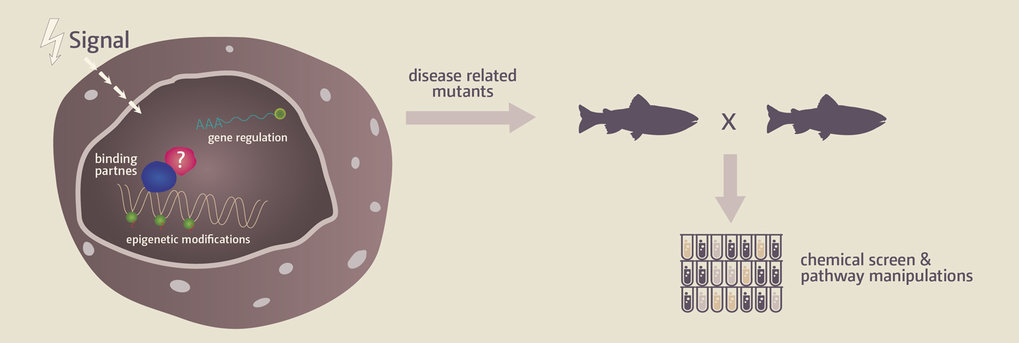 Figure 1: Transkriptionsfaktor-Netzwerke und Krankheitsmodelle im Zebrafisch