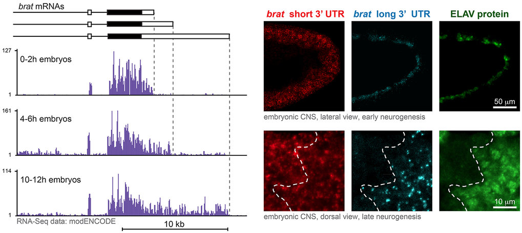 Alternative 3’ processing specifically in the nervous system.
Left: RNA-Seq data illustrate the progressive 3’ UTR extension that occurs during embryonic development. Right: Confocal imaging of mRNAs carrying short and long 3’ UTRs shows neuron-specific expression of the extended 3’ UTR. Neurons are marked with the protein ELAV. Hundreds of genes are subjected to 3’ UTR extension. In this figure, brain tumor (brat) is shown as an example.