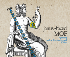 Figure 1 In ancient Roman myth the god Janus was usually represented seated, with two heads. He is commonly known as a symbol of the duality in eternal laws.