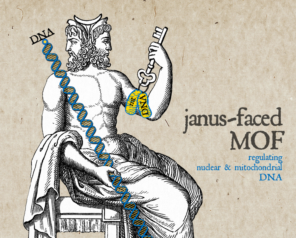 Figure 1 In ancient Roman myth the god Janus was usually represented seated, with two heads. He is commonly known as a symbol of the duality in eternal laws.