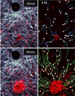 Abb. 2 Echtzeit-Aufnahmen aus einem entzündeten Gewebe mittels Zwei-Photonen-Mikroskopie. Spezielle Fresszellen der angeborenen Immunantwort, sogenannte Neutrophile (rot), bilden am Ort einer lokalen Hautwunde (Kollagenfasern des Bindegewebes, grau) innerhalb von Minuten große Schwärme. Auf der rechten Seite sind die Bewegungsverläufe der einzelnen Zellen dargestellt.