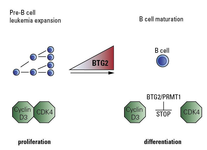 Abb. 2: Eine verstärkte Aktivität des Proteins BTG2 stoppt die unkontrollierte Zellvermehrung von malignen Prä-B-Zellen. BTG2 arbeitet dabei mit dem Protein PRMT1 zusammen. Sobald PRMT1 durch BTG2 akti-viert worden ist, verhindert dieses die Bildung des CDK4 / Cyclin D3 Protein-Komplexes. Auf diese Weise wird das Voranschreiten des Zellzyklus unterbrochen und die Vermehrung der Tumorzellen blockiert.
