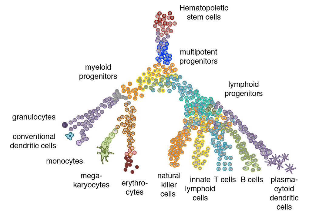 Fig. 1 Schematic representation of the hematopoietic tree comprising well-studied mature cell types and not well-characterized differentiation intermediates.