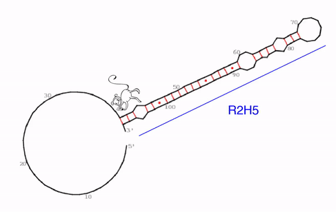Das Protein MLE, hier als kleiner Affe dargestellt, ist eine RNA-Helikase, die doppelsträngige RNA-Strukturen entwinden kann. In dieser Animation wird gezeigt, wie sich MLE durch seine eigene RNA-Abwicklungsaktivität auf einer speziellen RNA-Struktur, die natürlicherweise in Fruchtfliegen vorkommt verfängt: Während MLE eine Struktur (R2H5, blau) entwirrt, bildet sich daneben zugleich eine andere RNA-Struktur (ASL, orange). Wenn die Helikase sich daran macht, ASL abzuwicklen, bildet sich die zuvor entwirrte Struktur R2H5 erneut und initiiert so einen endlosen „Sisyphus-Zyklus“.