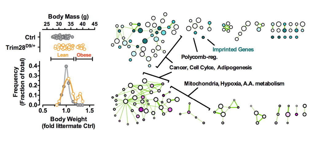 Figure 2 By examining epigenetically sensitized mouse strains, we have found evidence of polyphenism in mammals. Polyphenism is a pheno- menon where genetically identical individuals can emerge from development in one of two or more forms. In the case shown, mice emerge into either Lean or Obese states (left panel) with high-dimen- sional rearrangement of their gene expression (right panel).