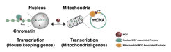 The enzyme MOF not only controls gene regulation in the nucleus, but also genes of mitochondrial DNA (mtDNA), which are part of core metabolic pathways for energy production.