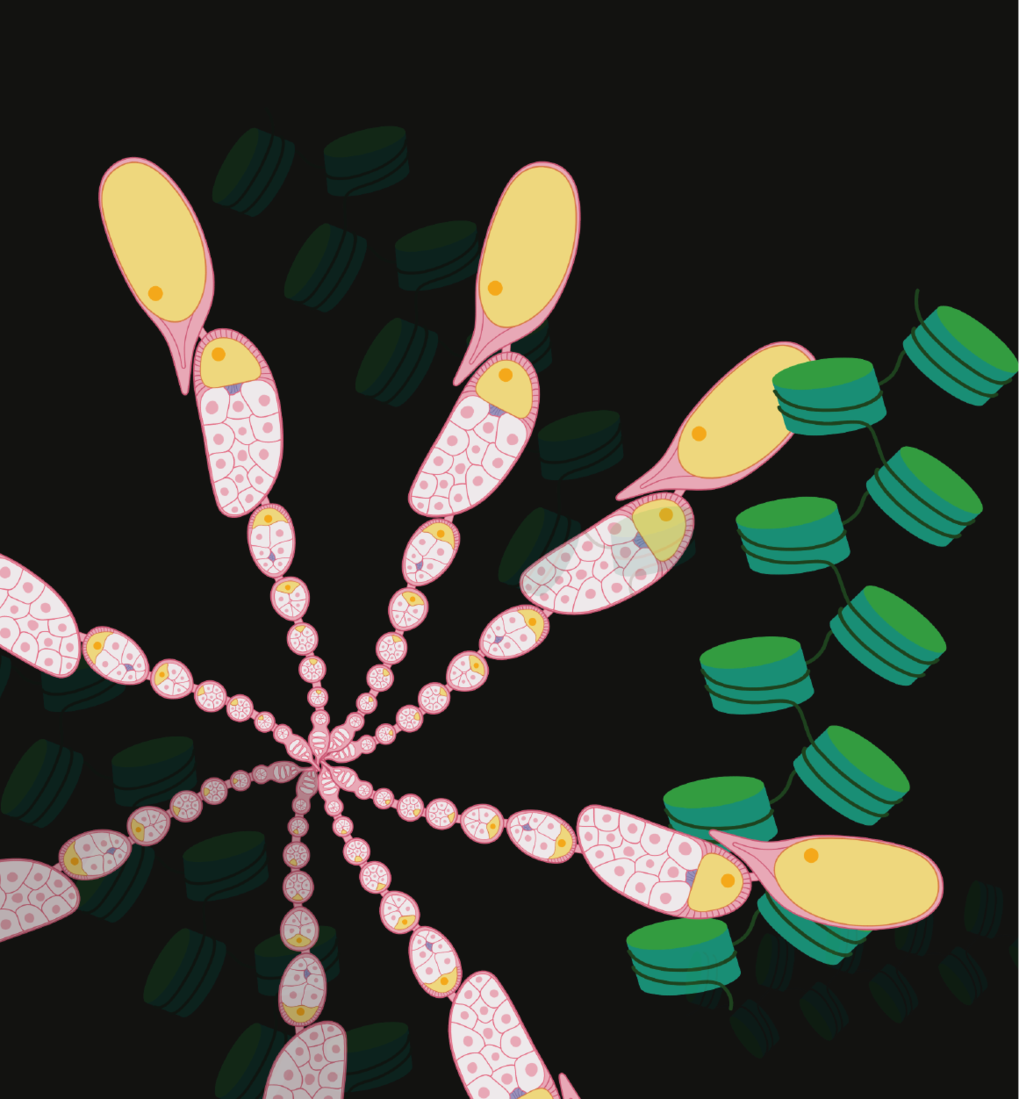 Fig. 1 Illustration of chromatin (green) and Drosophila ovaries (pink).