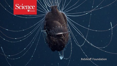 First-ever documentation (2018) of a mating pair of the deep-sea anglerfish of the family <em>Caulophrynidae jordani</em>.