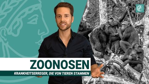 Corona, HIV, BSE, Ebola, bird flu. Over the last decades, we have been repeatedly frightened by infectious diseases that have been transmitted from animals to humans. How so-called zoonoses originate, how their spread can be prevented, and what they have to do with the worldwide extinction of species is the subject of this video.