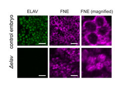 Activated FNE goes into the nucleus only in the absence of ELAV. Microscopy image of neuronal cells in Drosophila embryos. ELAV and FNE proteins are made visible by immunohistochemistry. Scale bars: 10µm