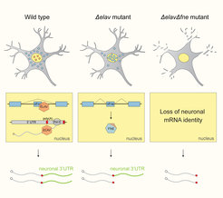 Schematic of the EXAR mechanism in neurons. Under normal conditions (wild type), ELAV binds to the fne RNA and inhibits the mini-exon that encodes a signal for nuclear localization. In the absence of ELAV (Δelav mutant), FNE is activated to replace ELAV function. When both proteins are missing (ΔelavΔfne mutant), neurons lose all their unique 3’UTRs.