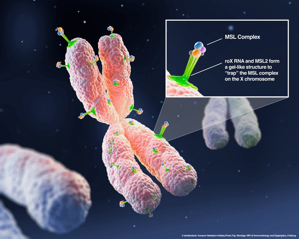 MSL2 und die roX2 RNA, die ausschließlich vom männlichen X-Chromosom synthetisiert wird, bilden einen gelartigen Klebstoff (grünes Gel), der den MSL-Komplex spezifisch an das X-Chromosom bei Fliegen bindet.