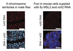 Das Team von Asifa Akhtar konnte die Miniatur-Fliegen-X-Chromosomen nachbilden, indem sie die Mauszellen mit MSL2- und roX-RNA der Fliege anreicherten. Diese wurden sichtbar gemacht (rechts) und weisen Ähnlichkeit mit den Bereichen des X-Chromosoms (durch den MSL-Komplex bedeckt) auf, die während der Dosiskompensation unter natürlichen Bedingungen auch bei männlichen Fliegen beobachtet werden (links).
