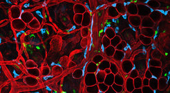 Immune cell movement in tissues occurs within a geometrically complex environment that is characterized by basement membranes (red) and fibrillar matrices (not stained here). Immune cell subsets use different strategies to move, navigate and position inside the interstitial space of tissues, such as here the connective tissue of the skin dermis.