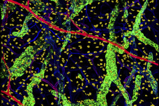 Organization principles of tissue-resident immune cell networks