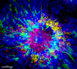 Organelles dynamically alter their morphology, position, and interaction with one another to coordinate their metabolic activities. Using multicolor organelle-imaging (OrgaPlexing) we monitor the behavior of up to 6 organelles in primary immune cells responding to inflammation or infection.
