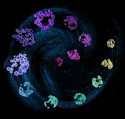 Following morphological transitions of mitochondria in differentiating primary CD8+ T cells by imaging. Magenta: mitochondria in naïve T cells; purple: fragmented mitochondria in effector T cells; blue-to-yellow: mitochondrial fusion during the differentiation from effector to memory T cells.