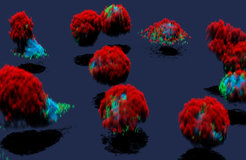 Mast cells re-shape their mitochondrial morphology and metabolic state upon de-granulation. Green: mitochondria; red: granules; blue: nucleus