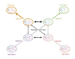 Fig. 1 Model of stem cell differentiation. A multipotent cell is defined as an ensemble of metastable states. Transitions between these states are possible, until a cell commits to a terminal fate in response to a stochastic gene expression fluctuation or an external signal.
