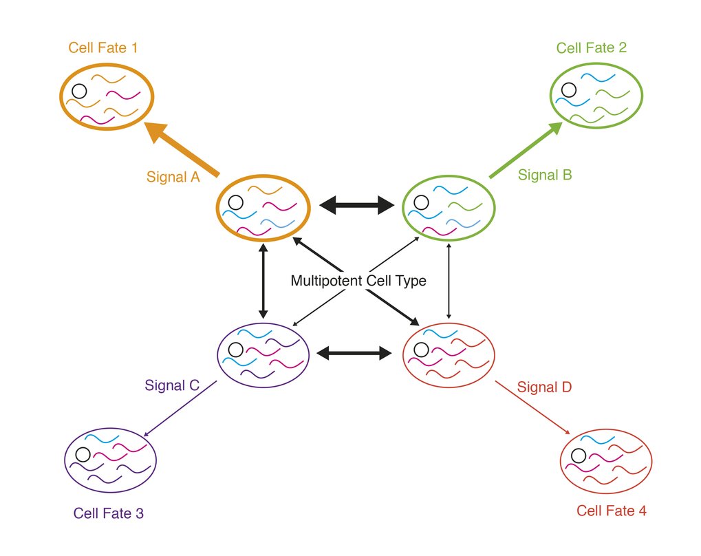 Fig. 1 Model of stem cell differentiation. A multipotent cell is defined as an ensemble of metastable states. Transitions between these states are possible, until a cell commits to a terminal fate in response to a stochastic gene expression fluctuation or an external signal.