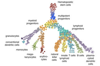 Differentiation of immune cells