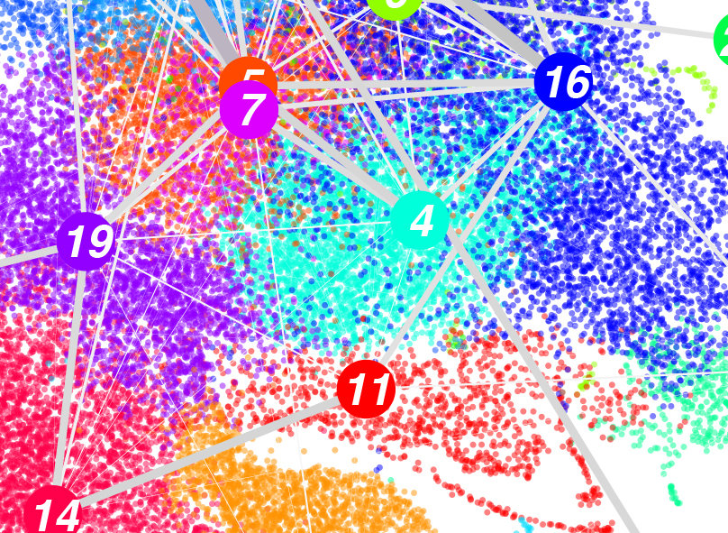 Regulation of gene expression during cellular differentiation