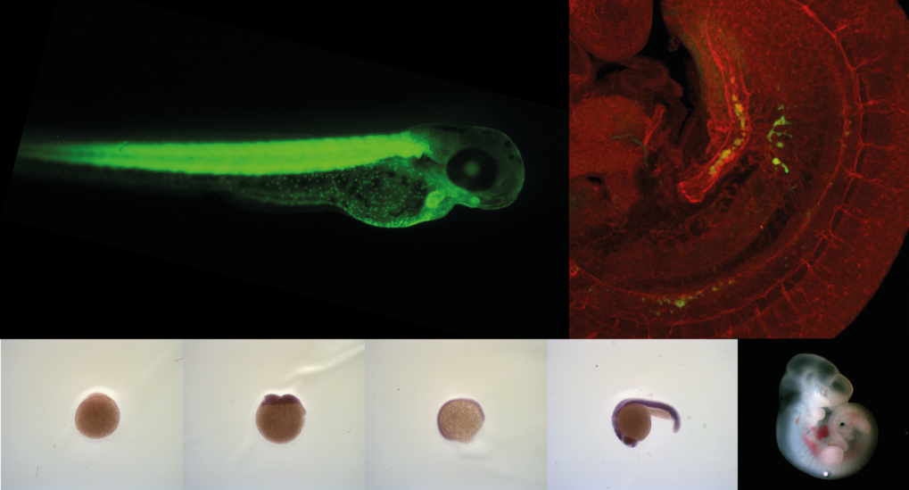 We harness the power of zebrafish, mouse and primary human cells to understand hematopoietic stem cell decisions from birth till adulthood and disease.