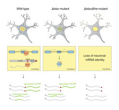 Schematic of the EXAR mechanism in neurons. Under normal conditions (wild type), ELAV binds to the fne RNA and inhibits the mini-exon that encodes a signal for nuclear localization. In the absence of ELAV (Δelav mutant), FNE is activated to replace ELAV function. When both proteins are missing (ΔelavΔfne mutant), neurons lose all their unique 3’UTRs.