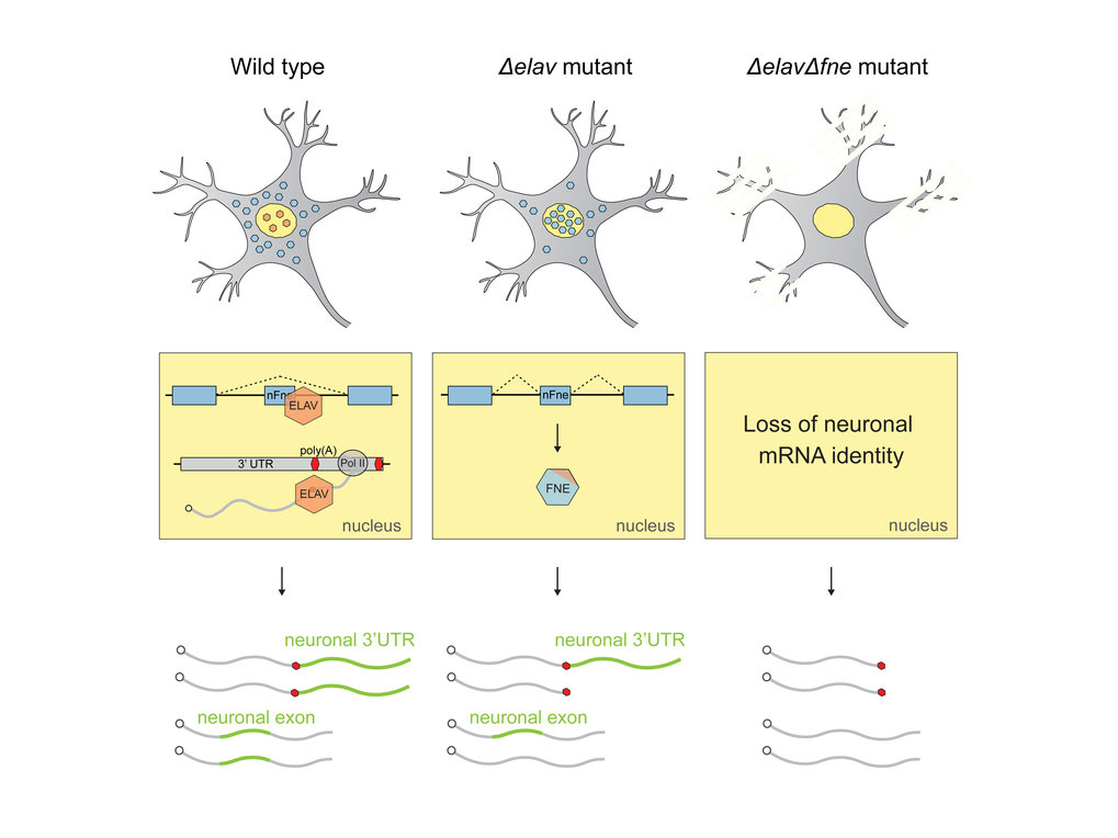 Mechanismen alternativer RNA-Prozessierung in Neuronen