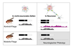 Experimentelle Strategie zur Funktionsbestimmung einzelner ultralanger 3’UTRs. Kontrollfliegen exprimieren in den meisten Zellen die kurze mRNA-Isoform, und in Neuronen die lange mRNA Isoform. MutiertenFliegen fehlt der neuronale Teil der 3’UTR und sie zeigen neurologische Phänotypen. mRNA-Isoformen werden schematisch mitden zugehörigen Tracks der RNA-Sequenzierung dargestellt.