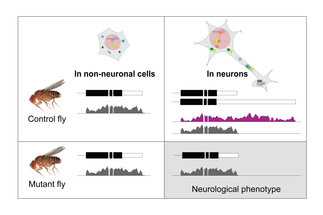 Function of alternative 3’ UTRs in neuronal processes