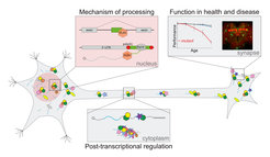 Overview of our research interests. We study the molecular mechanisms of neuron-specific co-transcriptional RNA processing in the nucleus; we follow neuronal RNAs into the cytoplasm to understand their regulation by RNA-binding proteins, and their involvement in neuronal granule formation. Finally, we are interested in the function of neuron-specific RNA sequences in neuronal health, including their role at the synapse.