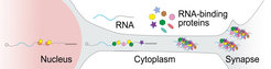 Schematic of post-transcriptional regulation of mRNAs in neurons. RNAs are often packaged within neuronal granules, which execute specific functions such as long-range transport.