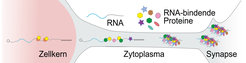 Schema der post-transkriptionellen Regulierung von mRNAs in Neuronen. RNAs sind oft mit neuronalen Granula gebündelt, die bestimmte Funktionen wie den weiträumigen Transport durchführen.