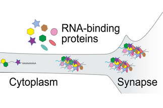 Regulierung Neuronen-spezifischer RNA-Sequenzen