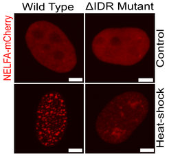 Hochauflösende Konfokalmikroskopiebilder des NELF-A-Proteins (rot) in humanen HeLa-Zellen. Das Wildtyp-NELF-A-Protein bildet stressinduzierte Kondensate bei Hitzeschock (links), während das Protein ohne die tentakelhaften, intrinische ungeordnete Regionen (IDRs) diese Kondensate nicht bildet (rechts). Skalenbalken: 5μm.
