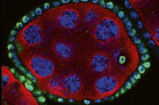 Weibliche Keimzellen und epigenetische Vererbung