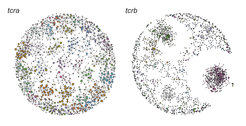 Structure of the tcra and tcrb antigen receptor networks of one of the smallest vertebrates – the cyprinid fish Paedocypris sp. “Singkep” (“minifish”)